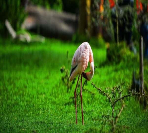 Crater Lake Tented Camp & Game Sanctuary