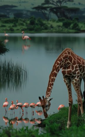 Lake Nakuru National Park.